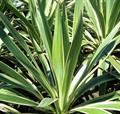 Yucca Filamentosa.